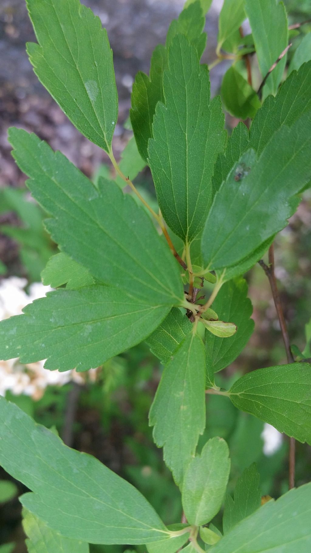 Rosaceae: Spiraea sp. (cfr. Spiraea x vanhouttei )
